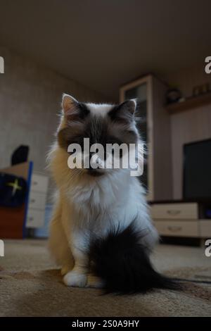 Eine elegante, blauäugige Katze starrt direkt in die Kamera. Sein flauschiges Fell glitzert im hellen Licht. Sein ruhiges Auftreten strahlt Charme und Anmut aus Stockfoto