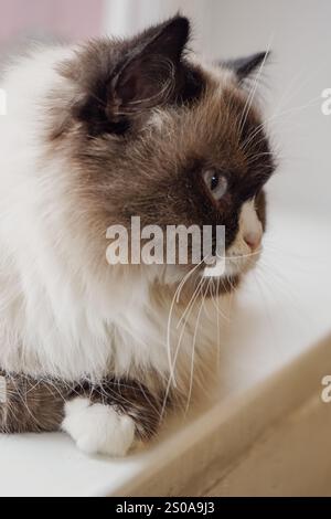 Eine schöne Katze mit auffälligen zweifarbigen Augen und flauschigem Fell starrt neugierig. Die Mischung aus dunklem und hellem Pelz unterstreicht seinen einzigartigen Charme. Es ist weich Stockfoto