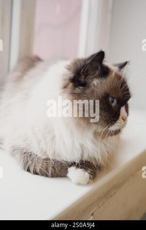 Eine schöne Katze mit auffälligen zweifarbigen Augen und flauschigem Fell starrt neugierig. Die Mischung aus dunklem und hellem Pelz unterstreicht seinen einzigartigen Charme. Es ist weich Stockfoto