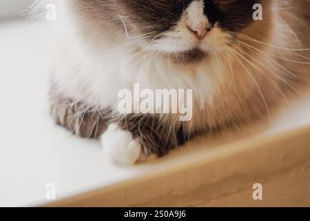 Eine schöne Katze mit auffälligen zweifarbigen Augen und flauschigem Fell starrt neugierig. Die Mischung aus dunklem und hellem Pelz unterstreicht seinen einzigartigen Charme. Es ist weich Stockfoto