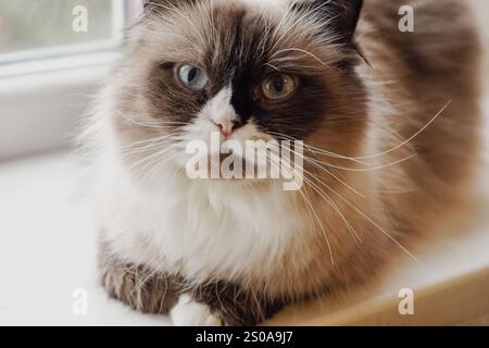 Eine schöne Katze mit auffälligen zweifarbigen Augen und flauschigem Fell starrt neugierig. Die Mischung aus dunklem und hellem Pelz unterstreicht seinen einzigartigen Charme. Es ist weich Stockfoto