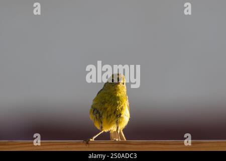 Orange-gekrönter Warbler Stockfoto