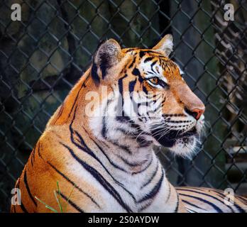 Ein Tiger legt sich in einem Zoogehege nieder. Der Tiger schaut in die Kamera. Das Gehege ist eingezäunt Stockfoto