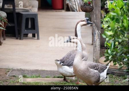 Friedliche Farm-Szene mit anmutigen Gänsen in ruhiger Umgebung im Freien. Ruhig und malerisch. Stockfoto