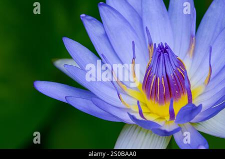 Lila Wasser illy, violette Lotusblume mit gelben Pollen bedeckt von kleinen Tropfen regen mit grünen Pad und kleine Pfütze im Hintergrund Stockfoto