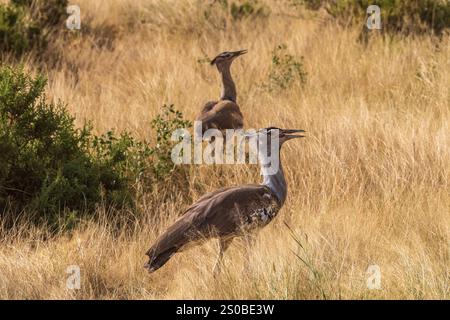 Eine Kori Trastard - Ardeotis kori - steht hoch im Samburu National Reserve, Kenia. Sein grau-braunes Gefieder fügt sich in das trockene Grasland ein. Das l Stockfoto