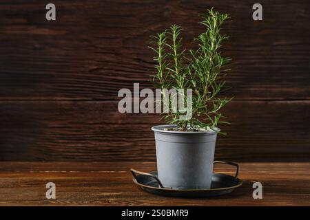 Eine Rosmarinpflanze wächst in einem grauen Topf auf einem kleinen schwarzen Tablett auf einem warmen Holztisch. Die rustikale Umgebung unterstreicht das leuchtende Grün der Pflanze Stockfoto