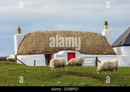 Scarinish, Isle of Tiree, Schottland. April 2024. Ein wunderschönes, weiß getünchtes Häuschen mit Strohdach, rotem Fenster und Tür und Schafen, die frei herumlaufen Stockfoto