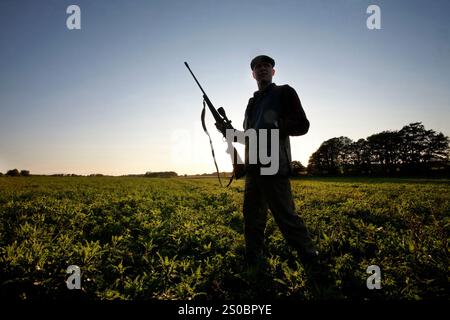 Ein Jäger läuft durch ein Feld, während die Sonne untergeht, und sucht nach dem Hirsch, den er gerade während einer Jagdreise in Neuseeland, Dänemark, erschossen hat. Stockfoto