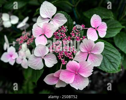 Eine Nahaufnahme von wunderschönen rosa und weißen Hortensie Blumen mit komplizierten Details, umgeben von üppig grünen Blättern. Die Blumen zeigen einen zarten gradi Stockfoto