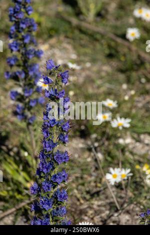 Echium vulgare, auch bekannt als Viperenbugloss und Blauweed in Peberholm. Peberholm „Pepper Islet“, Schwedisch: Pepparholm ist eine kleine künstliche Insel im dänischen Teil der OEresund-Meerenge, die als Teil der OEresund-Brücke zwischen Dänemark und Schweden entstand. Peberholm liegt etwa 1 km südlich der größeren Naturinsel Saltholm (Salzinsel) und wurde benannt, um sie zu ergänzen. Es hat eine Fläche von 1,3 km2 (320 Acres) und gehört zu Dänemark. Stockfoto