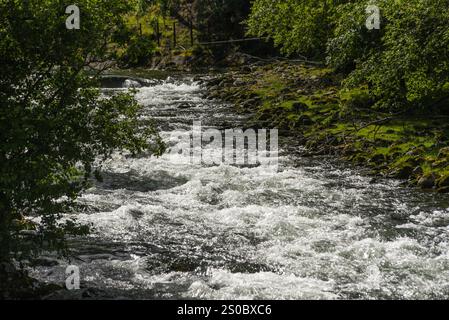 Der Gebirgsfluss in den norwegischen Fjorden mit Wasserfällen und weißem Schaum fließt durch Felsen, auf denen grüne Bäume wachsen. Eine hölzerne Fußgängerbrücke crosse Stockfoto