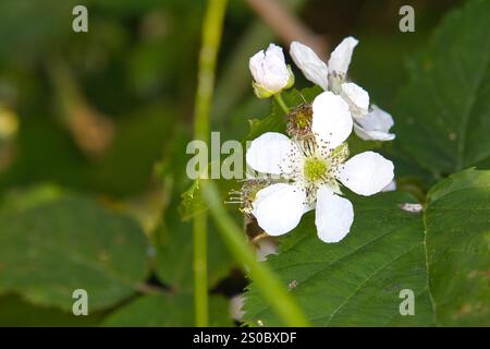 Blume einer europäischen Taubeere, Rubus caesius. Stockfoto