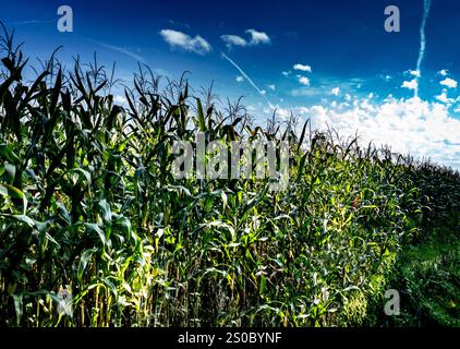 Ein pulsierendes Maisfeld unter einem hellblauen Himmel mit verstreuten Wolken. Die hohen grünen Maispflanzen erstrecken sich zum Horizont hin und schaffen eine üppige und lebendige Atmosphäre Stockfoto