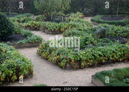 Der elisabethanische Garten im Winter, Kenilworth Castle, Warwickshire, Großbritannien Stockfoto