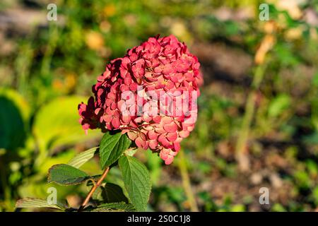 Helle rot-burgunderrote Hortensie Blütenknospe im Herbstgarten, Nahaufnahme. Blühender Busch. Riesige blühende Hortensie im Vorgarten Stockfoto