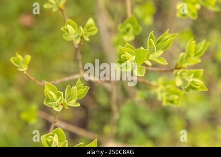 Nahaufnahme eines Flieders (syringa vulgaris) im Frühjahr. Stockfoto