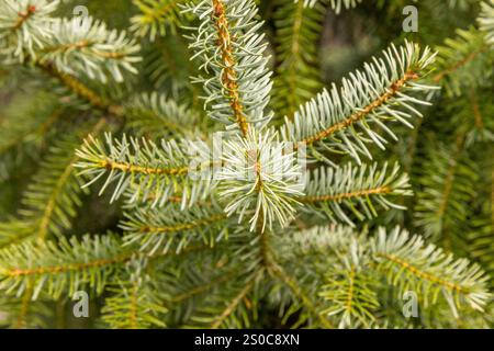 Nahaufnahme eines Zweiges der Blaufichte (picea pungens) im Frühjahr. Stockfoto