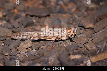 WüstenHeuschrecke (Schistocerca gregaria) in Seitenansicht auf vulkanischen Felsen - Lanzarote Stockfoto