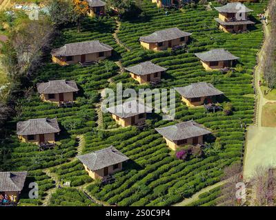 Aus der Vogelperspektive des chinesischen Dorfes Ban Rak Thai mit Teeplantagen, Thailand Stockfoto