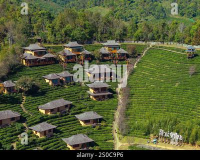 Aus der Vogelperspektive des chinesischen Dorfes Ban Rak Thai mit Teeplantagen, Thailand Stockfoto