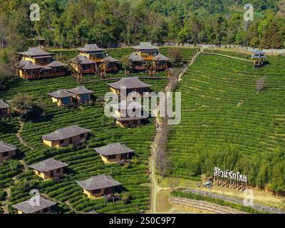 Aus der Vogelperspektive des chinesischen Dorfes Ban Rak Thai mit Teeplantagen, Thailand Stockfoto