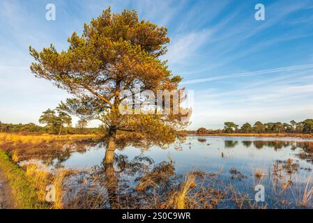 STRIJBEEK - aufgrund der jüngsten Regenfälle ist der Wasserstand des Langven im Naturschutzgebiet Strijbeekse Heide so stark gestiegen, dass das Ufer überflutet wurde, was dazu führte, dass diese Schottenkiefer jetzt im Wasser steht. ANP / Hollandse Hoogte / Ruud Morijn niederlande Out - belgien Out Stockfoto