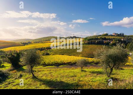 Gaiole in Chianti Weinberge und Olivenbäume Panorama bei Sonnenuntergang im Herbst. Toskana, Italien Europa. Stockfoto