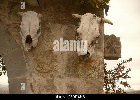 Die Schädel der Kühe hängen an einer Steinmauer Stockfoto