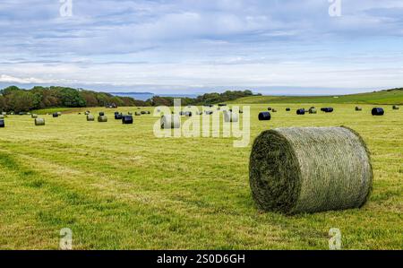 Runde Heuballen auf dem Feld, Pembrokeshire, Wales, Großbritannien Stockfoto