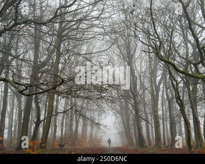 Wetter in Großbritannien: Nebel in Adlington. Nebeliger Tag im Wald mit einsamer weiblicher Walkerin. Adlington bei Chorley in Lancashire Stockfoto