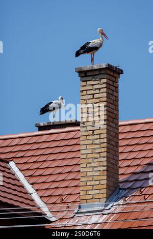 Weißstörche Ciconia ciconia auf Hausschornstein, Krásnohorské Podhradie, Slowakei Stockfoto