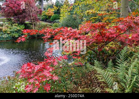 Acers im Quarry Park Dingle, Shrewsbury, England, Großbritannien Stockfoto