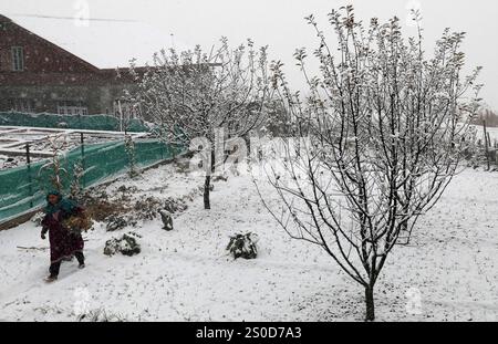 Schnee in Srinagar, Indien Eine Kaschmirfrau spaziert am 27. Dezember 2024 in einer ApfelOrchidee während des Schneefalls auf Trail nahe Srinagar, Indien. Srinagar, die Sommerhauptstadt von Jammu und Kaschmir, erlebte am 27. Dezember 2024 den ersten Schneefall der Saison, der den Winter einsetzte. Srinagar Indien Copyright: XMatrixxImages/DanishxIsmailx Stockfoto
