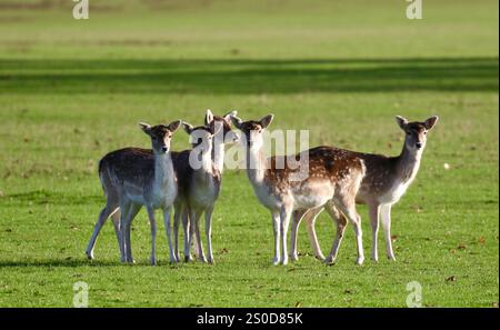 Damhirsch (Dama Dama) Stockfoto