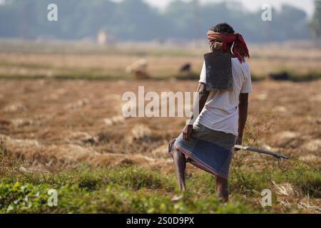 Santiniketan, Indien. Dezember 2024. Auf einem getrockneten Reisfeld in der Nähe von Santiniketan setzt die Gemeinde Santal die traditionelle Praxis der Rattenjagd nach der Erntezeit fort. Die Ratten werden typischerweise in selbstgebauten Höhlen in der Nähe der Böschungen der Felder gefunden und von den Dorfbewohnern der Adivasi mit einfachen Werkzeugen ausgegraben. Die Praxis, die tief in ihren kulturellen Traditionen verwurzelt ist, bietet eine Nahrungsquelle, während die Ratten geröstet und verzehrt werden. Diese uralte Aktivität spiegelt den Einfallsreichtum und die Verbindung der Santal mit ihrer natürlichen Umgebung wider und zeigt einen einzigartigen Aspekt des ländlichen Lebens in Stockfoto