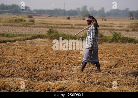 Santiniketan, Indien. Dezember 2024. Auf einem getrockneten Reisfeld in der Nähe von Santiniketan setzt die Gemeinde Santal die traditionelle Praxis der Rattenjagd nach der Erntezeit fort. Die Ratten werden typischerweise in selbstgebauten Höhlen in der Nähe der Böschungen der Felder gefunden und von den Dorfbewohnern der Adivasi mit einfachen Werkzeugen ausgegraben. Die Praxis, die tief in ihren kulturellen Traditionen verwurzelt ist, bietet eine Nahrungsquelle, während die Ratten geröstet und verzehrt werden. Diese uralte Aktivität spiegelt den Einfallsreichtum und die Verbindung der Santal mit ihrer natürlichen Umgebung wider und zeigt einen einzigartigen Aspekt des ländlichen Lebens in Stockfoto