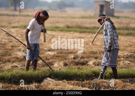 Santiniketan, Indien. Dezember 2024. Auf einem getrockneten Reisfeld in der Nähe von Santiniketan setzt die Gemeinde Santal die traditionelle Praxis der Rattenjagd nach der Erntezeit fort. Die Ratten werden typischerweise in selbstgebauten Höhlen in der Nähe der Böschungen der Felder gefunden und von den Dorfbewohnern der Adivasi mit einfachen Werkzeugen ausgegraben. Die Praxis, die tief in ihren kulturellen Traditionen verwurzelt ist, bietet eine Nahrungsquelle, während die Ratten geröstet und verzehrt werden. Diese uralte Aktivität spiegelt den Einfallsreichtum und die Verbindung der Santal mit ihrer natürlichen Umgebung wider und zeigt einen einzigartigen Aspekt des ländlichen Lebens in Stockfoto