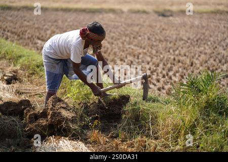 Santiniketan, Indien. Dezember 2024. Auf einem getrockneten Reisfeld in der Nähe von Santiniketan setzt die Gemeinde Santal die traditionelle Praxis der Rattenjagd nach der Erntezeit fort. Die Ratten werden typischerweise in selbstgebauten Höhlen in der Nähe der Böschungen der Felder gefunden und von den Dorfbewohnern der Adivasi mit einfachen Werkzeugen ausgegraben. Die Praxis, die tief in ihren kulturellen Traditionen verwurzelt ist, bietet eine Nahrungsquelle, während die Ratten geröstet und verzehrt werden. Diese uralte Aktivität spiegelt den Einfallsreichtum und die Verbindung der Santal mit ihrer natürlichen Umgebung wider und zeigt einen einzigartigen Aspekt des ländlichen Lebens in Stockfoto