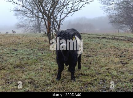 Schwarz-weiße Kuh weidet auf einer grasbewachsenen Wiese unter freiem Himmel, umgeben von einer wunderschönen natürlichen Landschaft Stockfoto