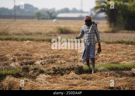 Santiniketan, Indien. Dezember 2024. Auf einem getrockneten Reisfeld in der Nähe von Santiniketan setzt die Gemeinde Santal die traditionelle Praxis der Rattenjagd nach der Erntezeit fort. Die Ratten werden typischerweise in selbstgebauten Höhlen in der Nähe der Böschungen der Felder gefunden und von den Dorfbewohnern der Adivasi mit einfachen Werkzeugen ausgegraben. Die Praxis, die tief in ihren kulturellen Traditionen verwurzelt ist, bietet eine Nahrungsquelle, während die Ratten geröstet und verzehrt werden. Diese uralte Aktivität spiegelt den Einfallsreichtum und die Verbindung der Santal mit ihrer natürlichen Umgebung wider und zeigt einen einzigartigen Aspekt des ländlichen Lebens in Stockfoto