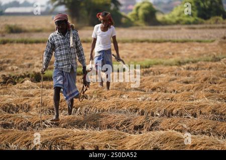 Santiniketan, Indien. Dezember 2024. Auf einem getrockneten Reisfeld in der Nähe von Santiniketan setzt die Gemeinde Santal die traditionelle Praxis der Rattenjagd nach der Erntezeit fort. Die Ratten werden typischerweise in selbstgebauten Höhlen in der Nähe der Böschungen der Felder gefunden und von den Dorfbewohnern der Adivasi mit einfachen Werkzeugen ausgegraben. Die Praxis, die tief in ihren kulturellen Traditionen verwurzelt ist, bietet eine Nahrungsquelle, während die Ratten geröstet und verzehrt werden. Diese uralte Aktivität spiegelt den Einfallsreichtum und die Verbindung der Santal mit ihrer natürlichen Umgebung wider und zeigt einen einzigartigen Aspekt des ländlichen Lebens in Stockfoto