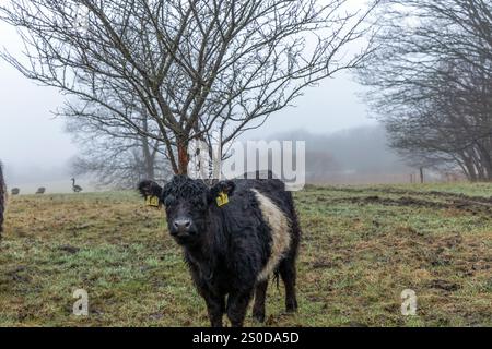 Schwarz-weiße Kuh weidet auf einer grasbewachsenen Wiese unter freiem Himmel, umgeben von einer wunderschönen natürlichen Landschaft Stockfoto