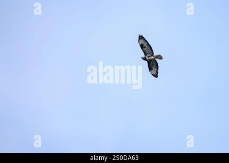 Ein gemeiner Bussard im Flug, der seine Flügel anmutig gegen einen hellen, klaren blauen Himmel ausbreitet. Stockfoto