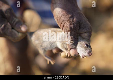 Santiniketan, Indien. Dezember 2024. Auf einem getrockneten Reisfeld in der Nähe von Santiniketan setzt die Gemeinde Santal die traditionelle Praxis der Rattenjagd nach der Erntezeit fort. Die Ratten werden typischerweise in selbstgebauten Höhlen in der Nähe der Böschungen der Felder gefunden und von den Dorfbewohnern der Adivasi mit einfachen Werkzeugen ausgegraben. Die Praxis, die tief in ihren kulturellen Traditionen verwurzelt ist, bietet eine Nahrungsquelle, während die Ratten geröstet und verzehrt werden. Diese uralte Aktivität spiegelt den Einfallsreichtum und die Verbindung der Santal mit ihrer natürlichen Umgebung wider und zeigt einen einzigartigen Aspekt des ländlichen Lebens in Stockfoto