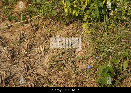 Santiniketan, Indien. Dezember 2024. Auf einem getrockneten Reisfeld in der Nähe von Santiniketan setzt die Gemeinde Santal die traditionelle Praxis der Rattenjagd nach der Erntezeit fort. Die Ratten werden typischerweise in selbstgebauten Höhlen in der Nähe der Böschungen der Felder gefunden und von den Dorfbewohnern der Adivasi mit einfachen Werkzeugen ausgegraben. Die Praxis, die tief in ihren kulturellen Traditionen verwurzelt ist, bietet eine Nahrungsquelle, während die Ratten geröstet und verzehrt werden. Diese uralte Aktivität spiegelt den Einfallsreichtum und die Verbindung der Santal mit ihrer natürlichen Umgebung wider und zeigt einen einzigartigen Aspekt des ländlichen Lebens in Stockfoto