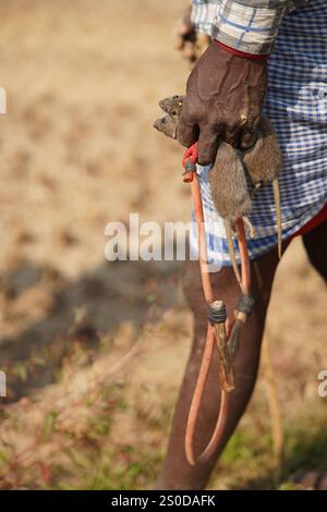 Santiniketan, Indien. Dezember 2024. Auf einem getrockneten Reisfeld in der Nähe von Santiniketan setzt die Gemeinde Santal die traditionelle Praxis der Rattenjagd nach der Erntezeit fort. Die Ratten werden typischerweise in selbstgebauten Höhlen in der Nähe der Böschungen der Felder gefunden und von den Dorfbewohnern der Adivasi mit einfachen Werkzeugen ausgegraben. Die Praxis, die tief in ihren kulturellen Traditionen verwurzelt ist, bietet eine Nahrungsquelle, während die Ratten geröstet und verzehrt werden. Diese uralte Aktivität spiegelt den Einfallsreichtum und die Verbindung der Santal mit ihrer natürlichen Umgebung wider und zeigt einen einzigartigen Aspekt des ländlichen Lebens in Stockfoto