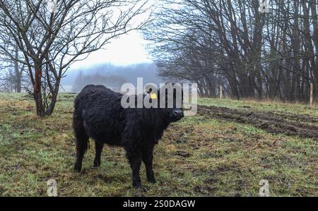 Schwarz-weiße Kuh weidet auf einer grasbewachsenen Wiese unter freiem Himmel, umgeben von einer wunderschönen natürlichen Landschaft Stockfoto