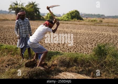 Santiniketan, Indien. Dezember 2024. Auf einem getrockneten Reisfeld in der Nähe von Santiniketan setzt die Gemeinde Santal die traditionelle Praxis der Rattenjagd nach der Erntezeit fort. Die Ratten werden typischerweise in selbstgebauten Höhlen in der Nähe der Böschungen der Felder gefunden und von den Dorfbewohnern der Adivasi mit einfachen Werkzeugen ausgegraben. Die Praxis, die tief in ihren kulturellen Traditionen verwurzelt ist, bietet eine Nahrungsquelle, während die Ratten geröstet und verzehrt werden. Diese uralte Aktivität spiegelt den Einfallsreichtum und die Verbindung der Santal mit ihrer natürlichen Umgebung wider und zeigt einen einzigartigen Aspekt des ländlichen Lebens in Stockfoto