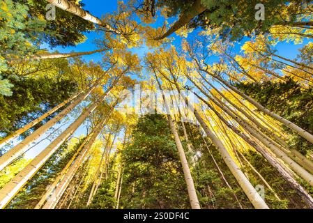 Beautiful Aspen Tree Forest With Vibrant Golden Leaves in Autumn Under Blue Sky Stockfoto